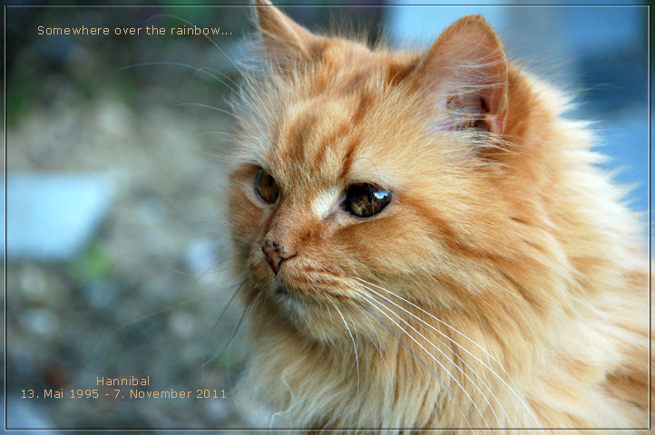 Hannibal 13.5.95-07.11.11