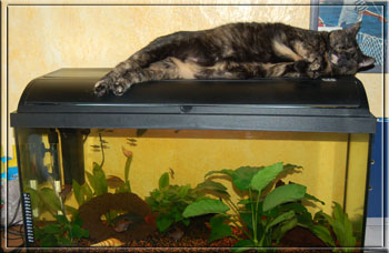 Ophelia schl&auml;ft auf dem "Fernseher"