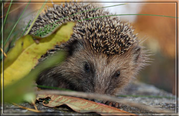 Ein Igel im Garten ...