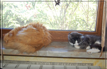 Kennedy und Hannibal auf der Fensterbank ...