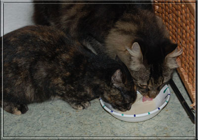 Mephisto und Ophelia teilen sich ein Sch&uuml;sselchen Katzenmilch
