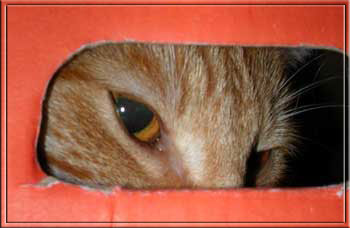 Merlin hat voll den Durchblick!