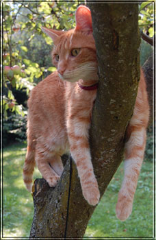 Merlin relaxt am Baum