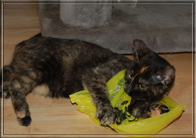 Ophelia probiert ein neues Kleidchen an!