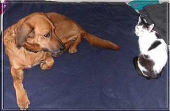 Benji ist auch mein Freund!