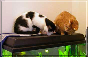 Ins Aquarium gucken ist fast wie Fernsehen!