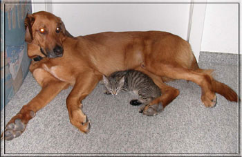 Willy und Benji